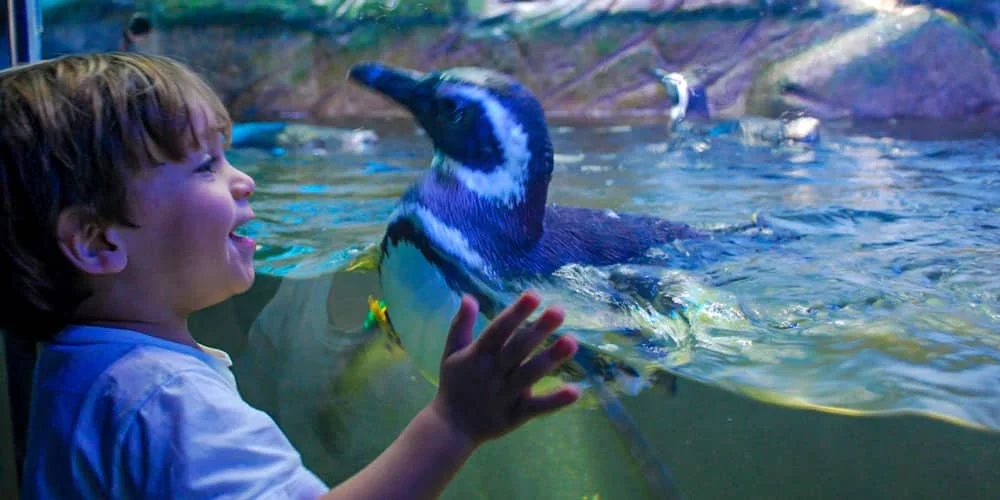 9-o-que-fazer-ubatuba-aquario-1